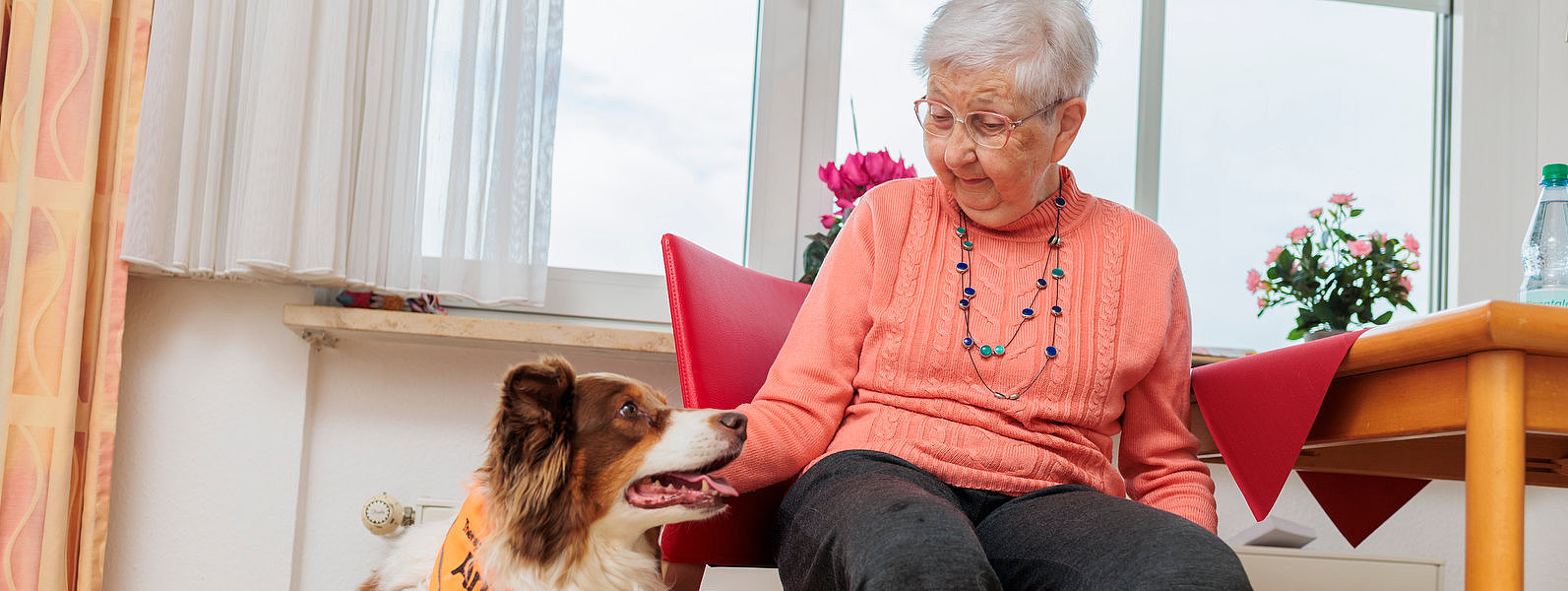 Ältere Frau mit orangem Pullover sitzt auf rotem Stuhl und schaut zu einem braun-weißen Hund mit orangefarbener Halstuch, der vor ihr sitzt